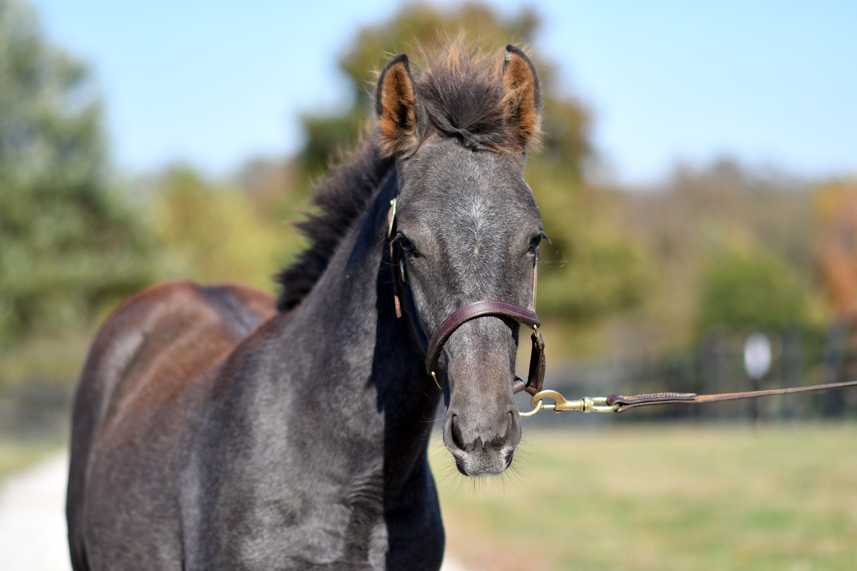 Majestic Prince, Warmblood colt, 12.1hh