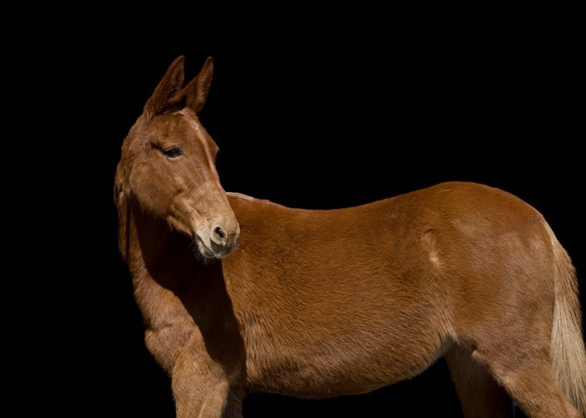 Mule, 11yo Mule mare, 14.3hh