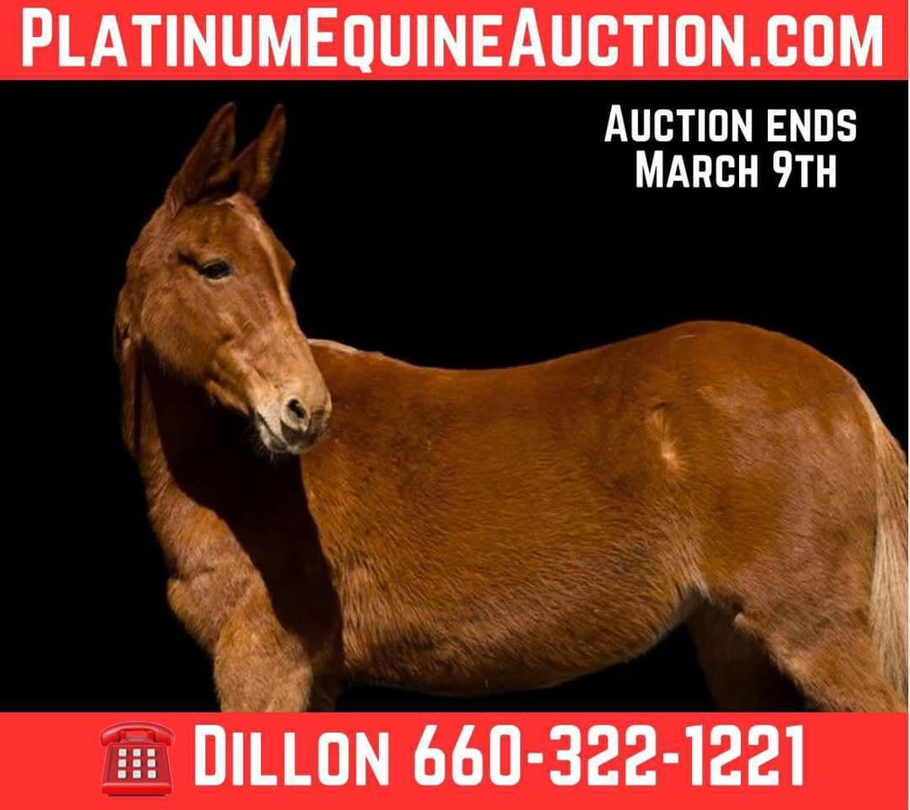 Mule, 11yo Mule mare, 14.3hh