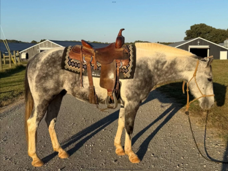 MOONEY, 11yo APHA Paint gelding, 14.0hh