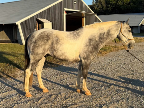 MOONEY, 11yo APHA Paint gelding, 14.0hh
