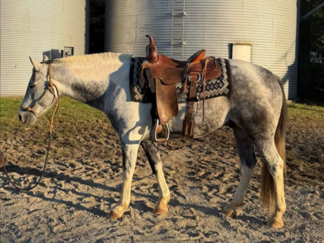 MOONEY, 11yo APHA Paint gelding, 14.0hh