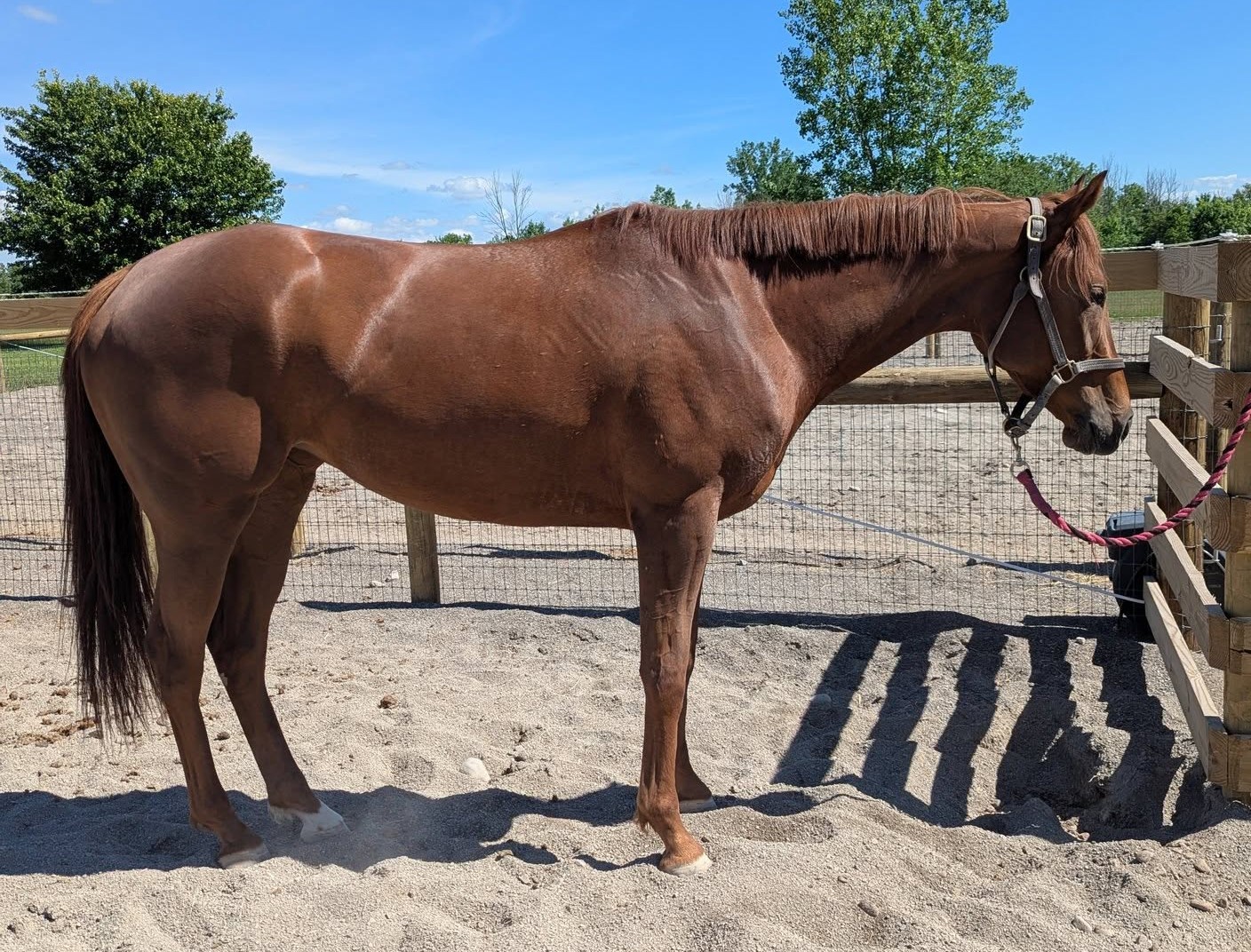 Emmy, 3yo Thoroughbred mare, 15.2hh