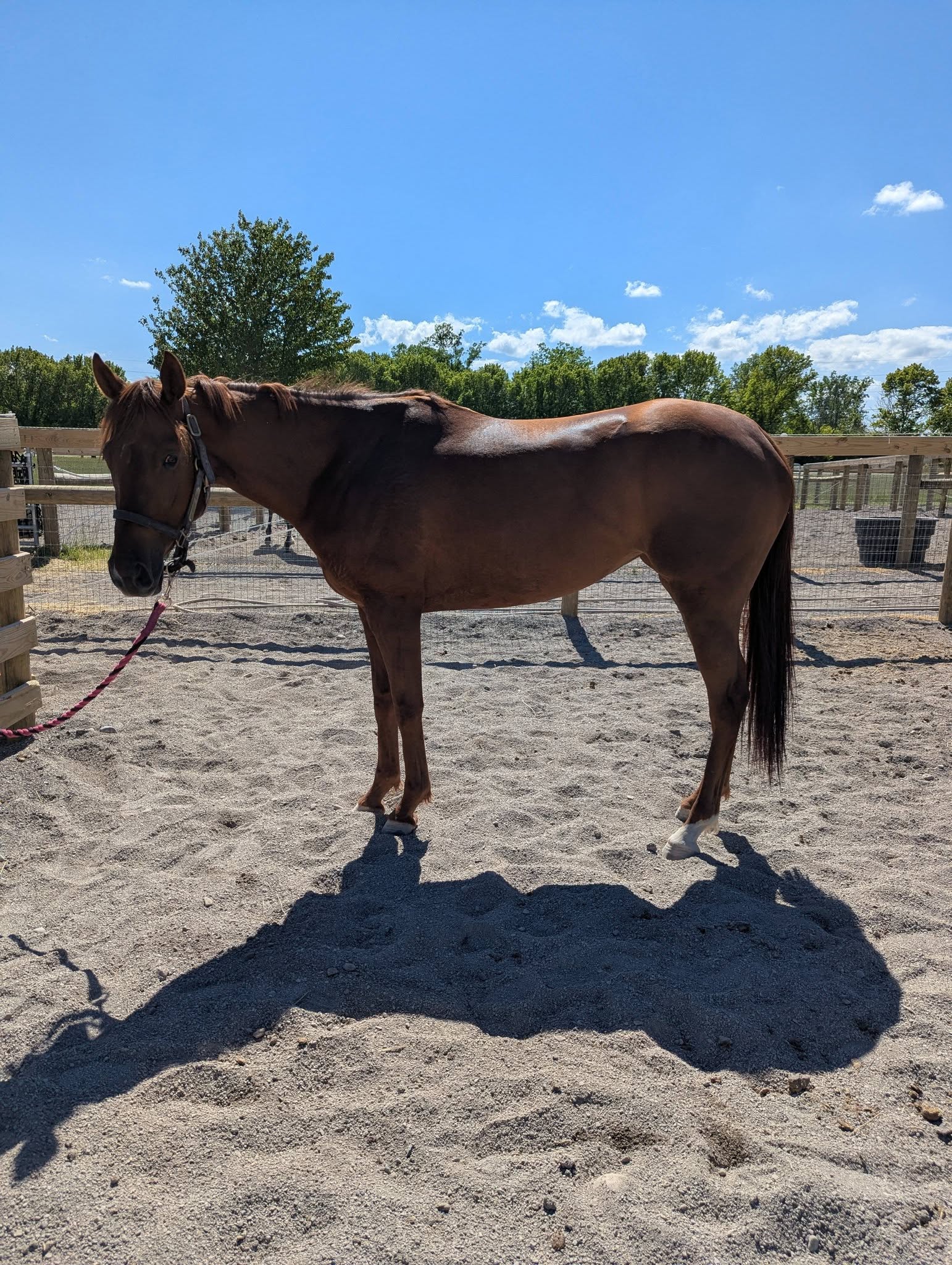 Emmy, 3yo Thoroughbred mare, 15.2hh