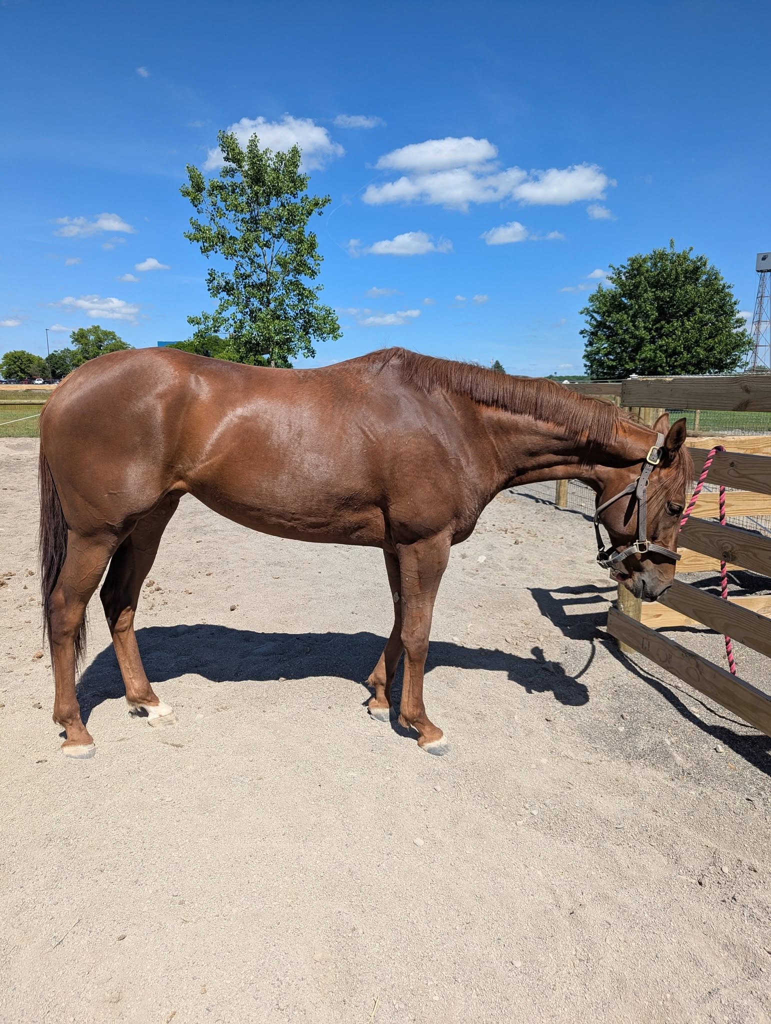 Emmy, 3yo Thoroughbred mare, 15.2hh