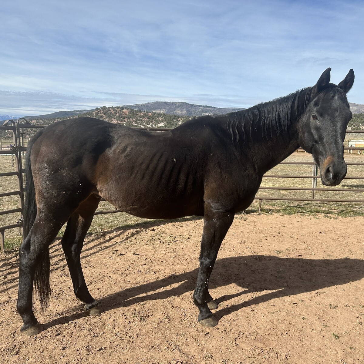 Larry, 26yo Thoroughbred gelding, 16.0hh
