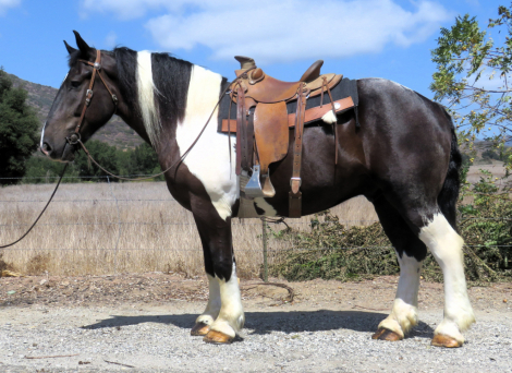FREDDY, 5yo Draft Horse Cross gelding, 16.2hh