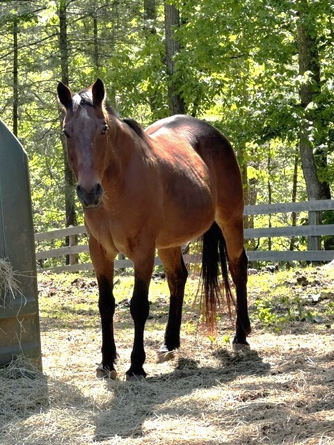 Magnum, 24yo American Quarter Horse gelding, 15.0hh