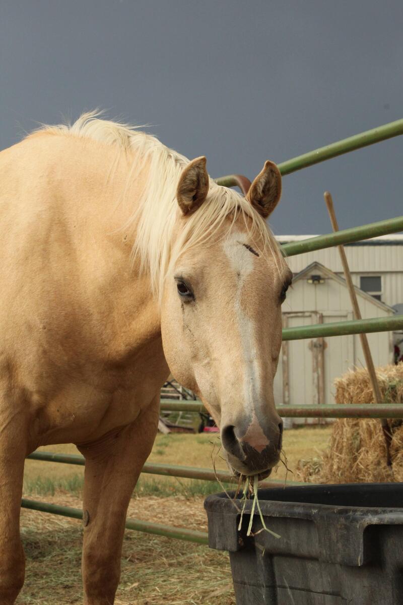 Sundance, 19yo gelding, 15.0hh