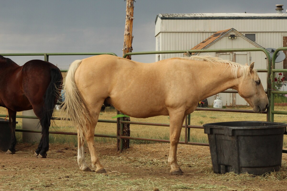 Sundance, 19yo gelding, 15.0hh