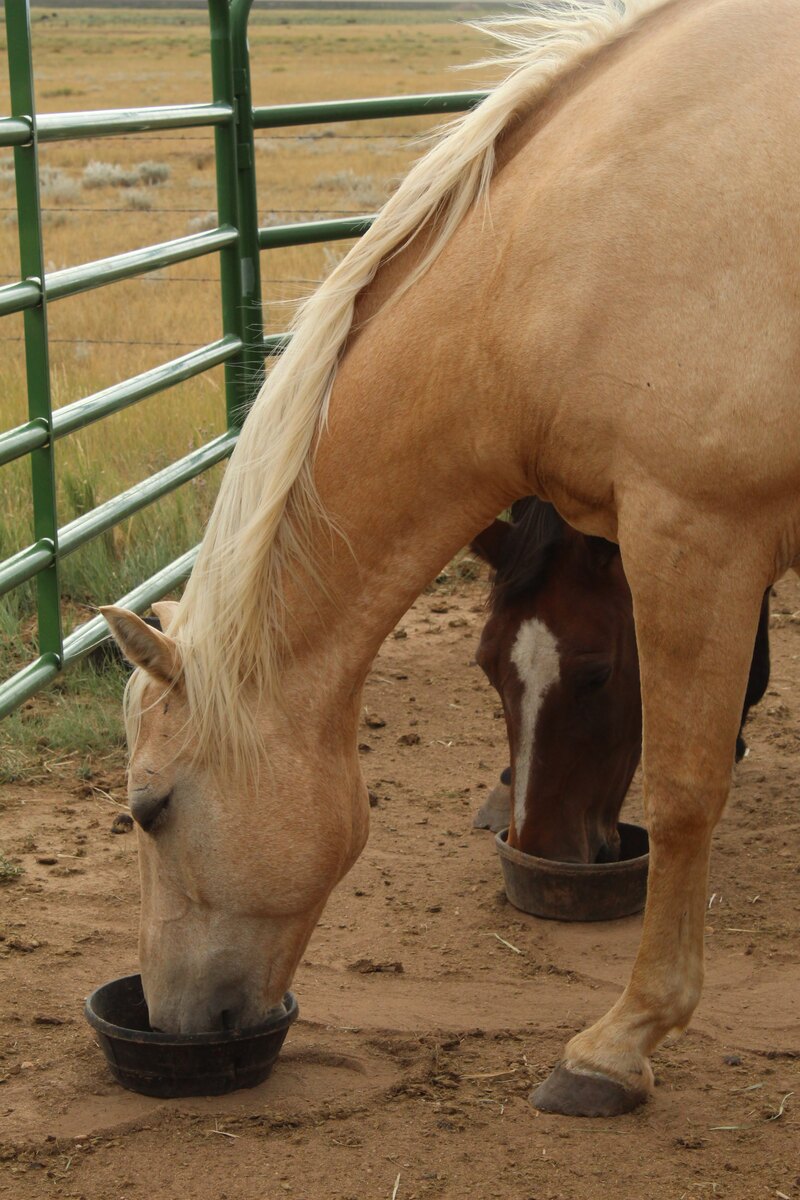 Sundance, 19yo gelding, 15.0hh