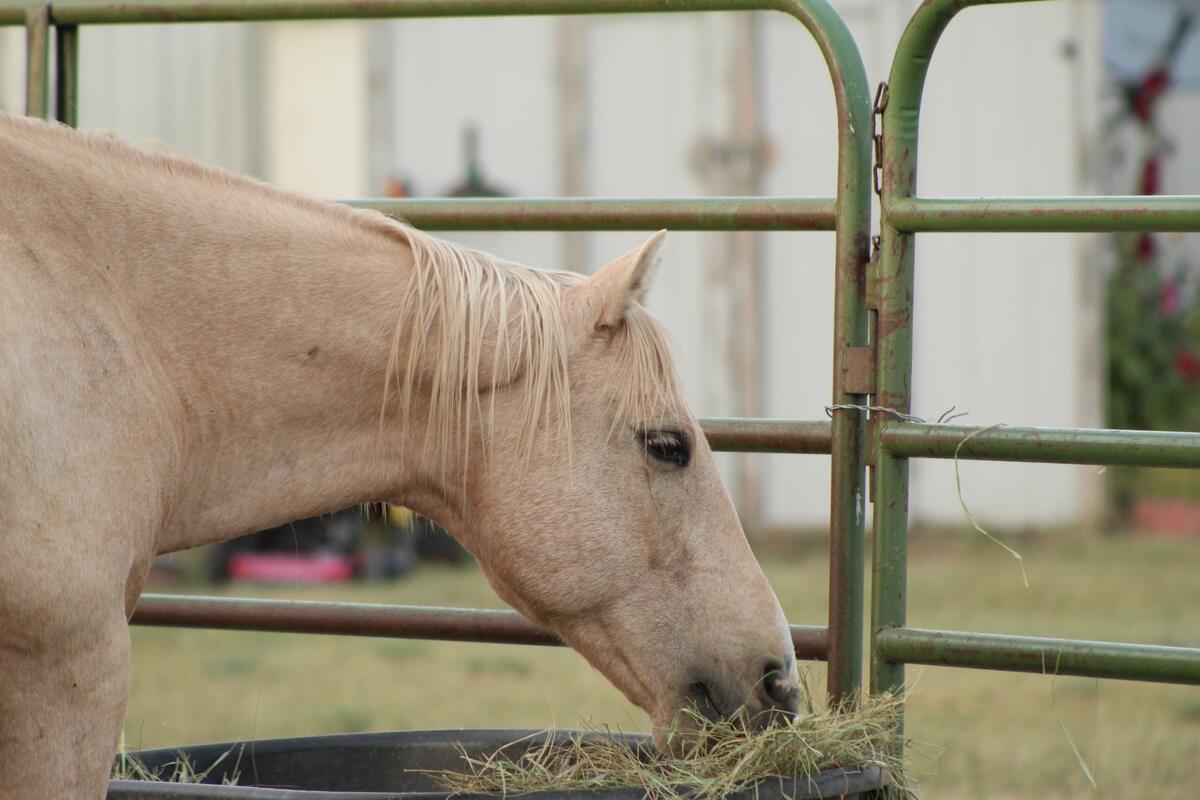 Sundance, 19yo gelding, 15.0hh