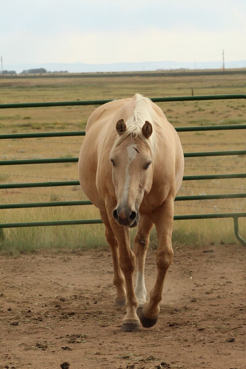 Sundance, 19yo gelding, 15.0hh