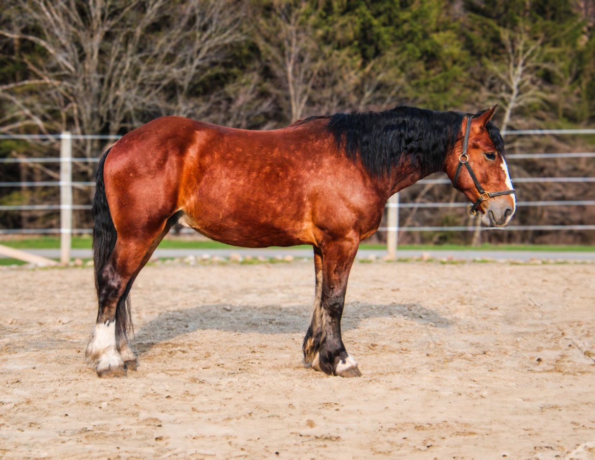 Draft Horse, 5yo Draft Horse gelding