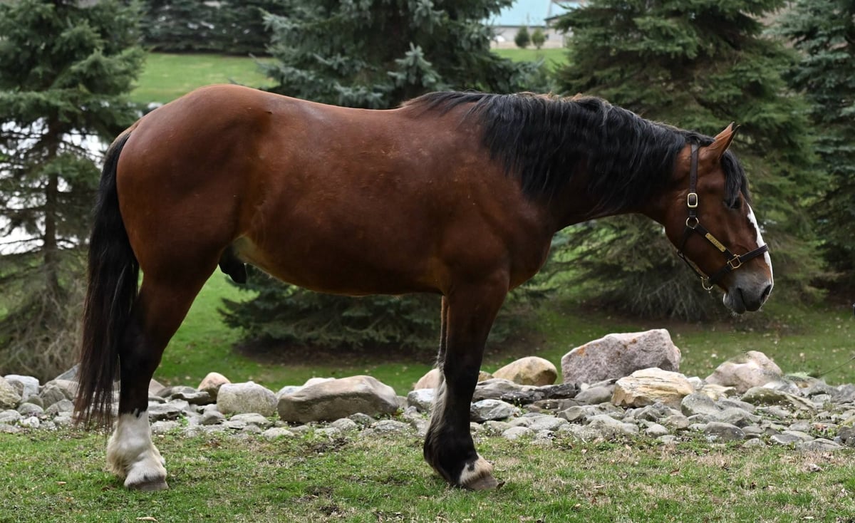 Draft Horse, 5yo Draft Horse gelding