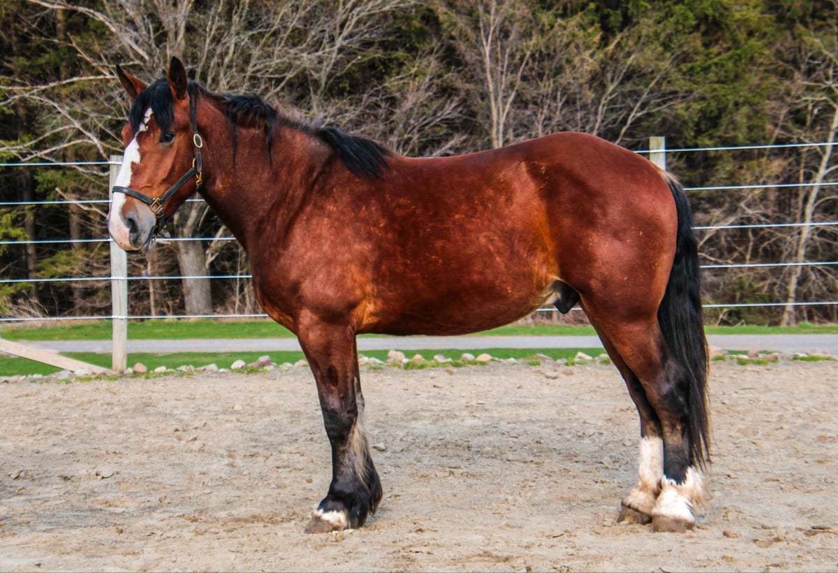 Draft Horse, 5yo Draft Horse gelding