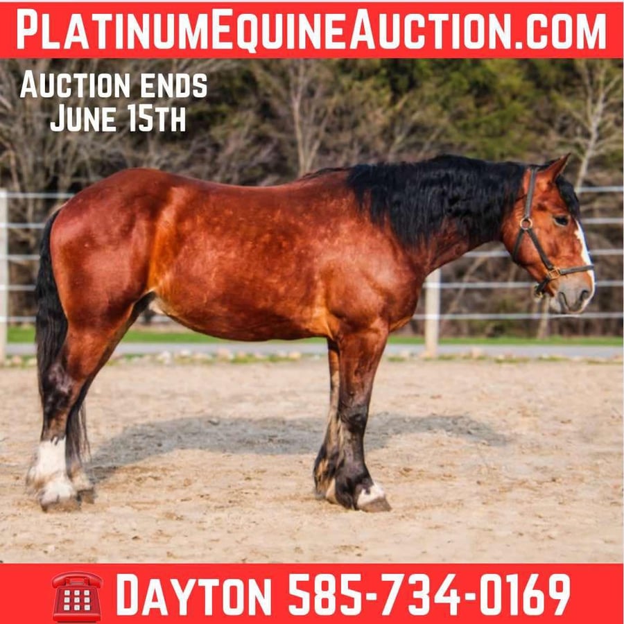 Draft Horse, 5yo Draft Horse gelding