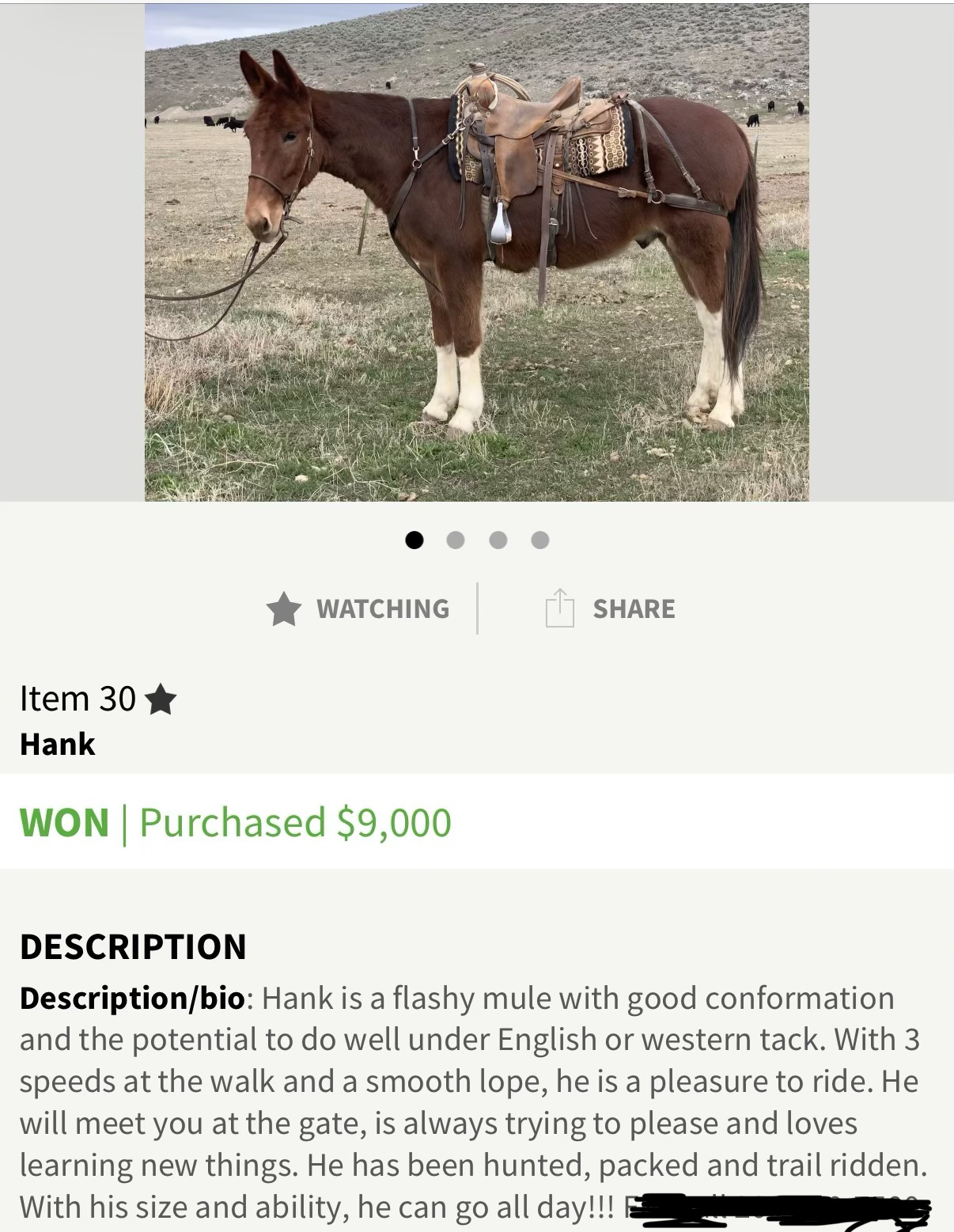 Hank, 7yo Mule john, 15.2hh