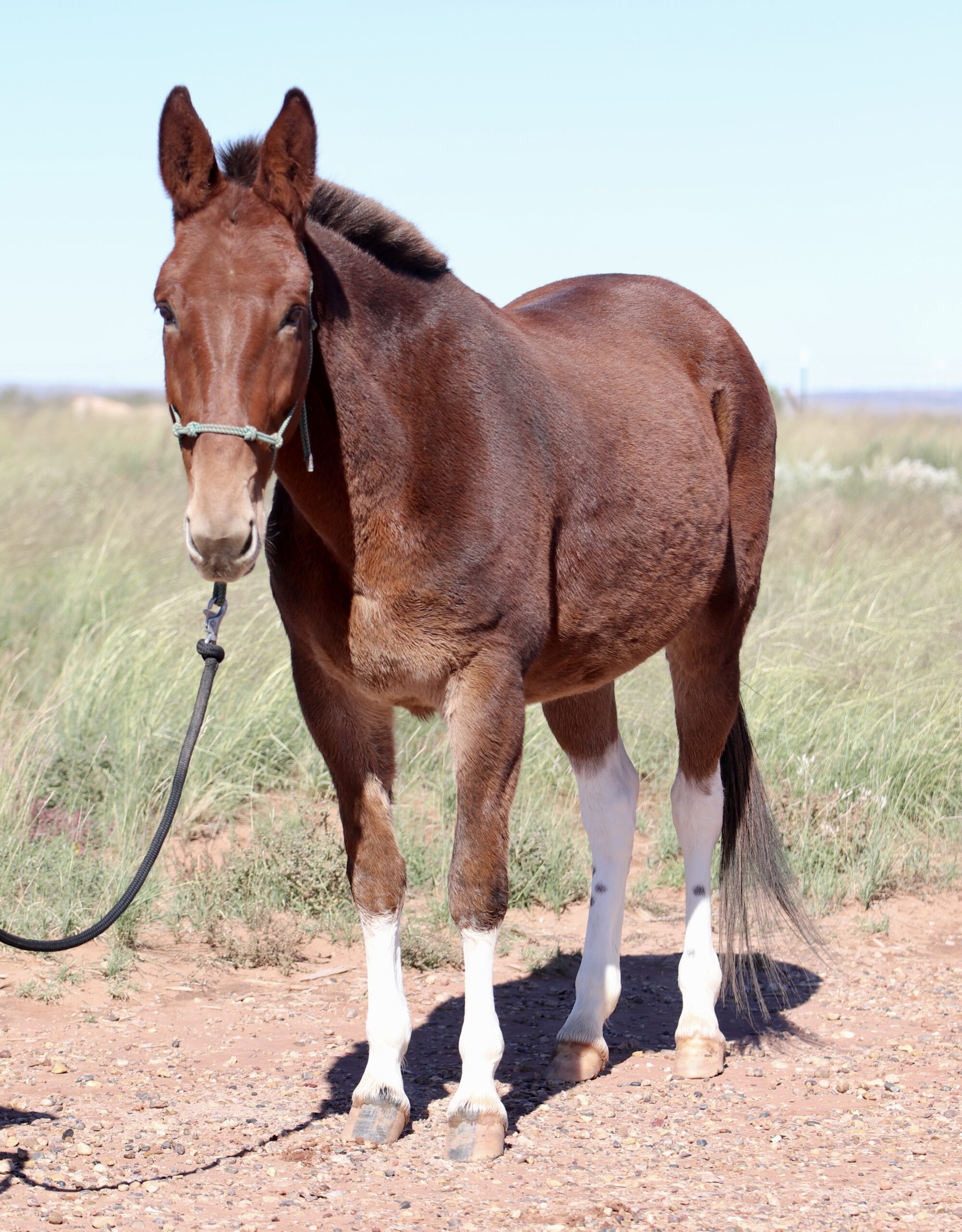 Hank, 7yo Mule john, 15.2hh