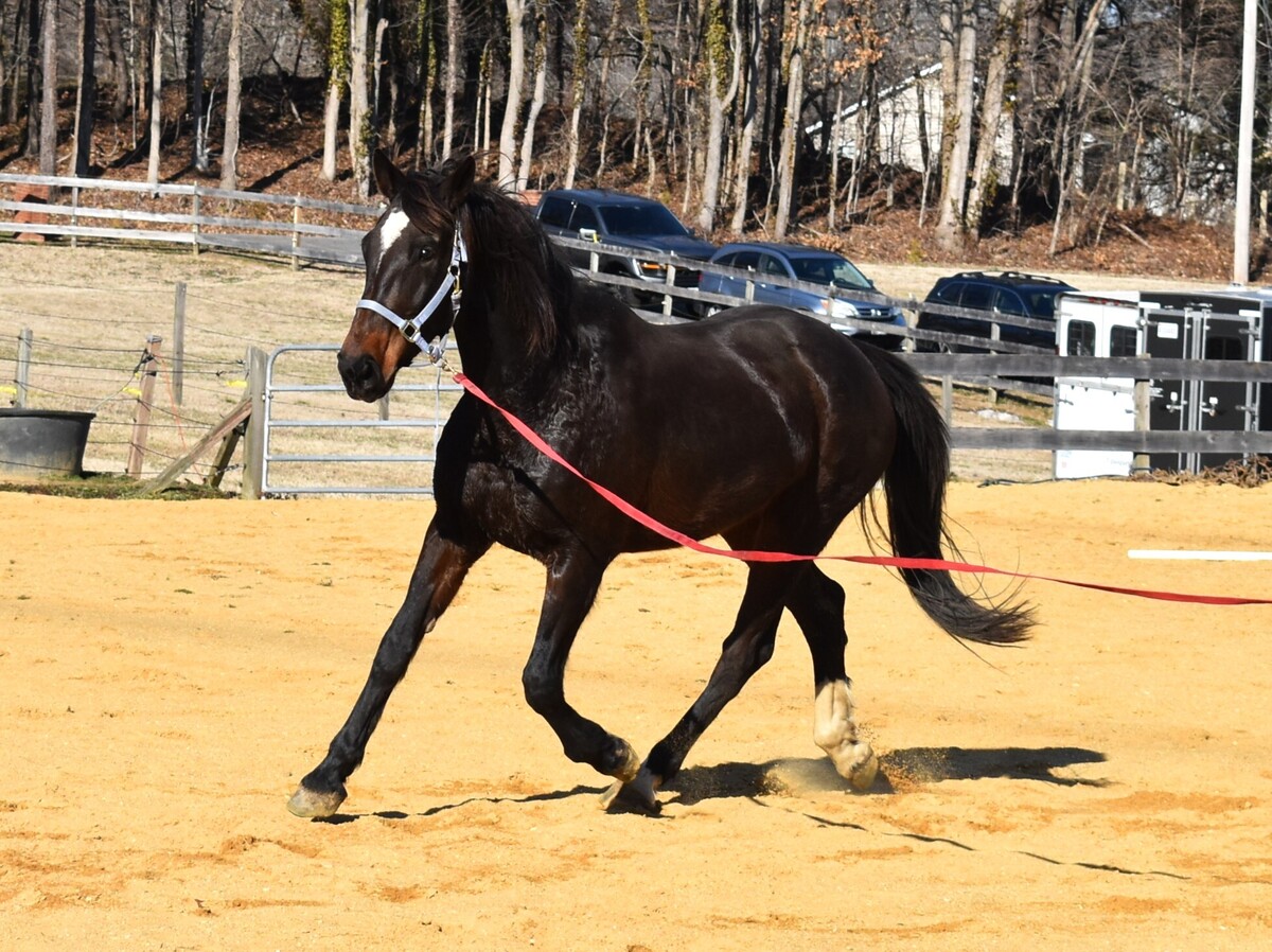 Argo, 17yo Warmblood mare, 16.2hh