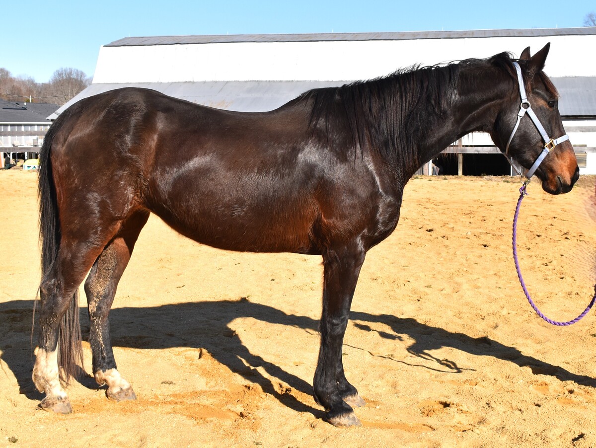 Argo, 17yo Warmblood mare, 16.2hh