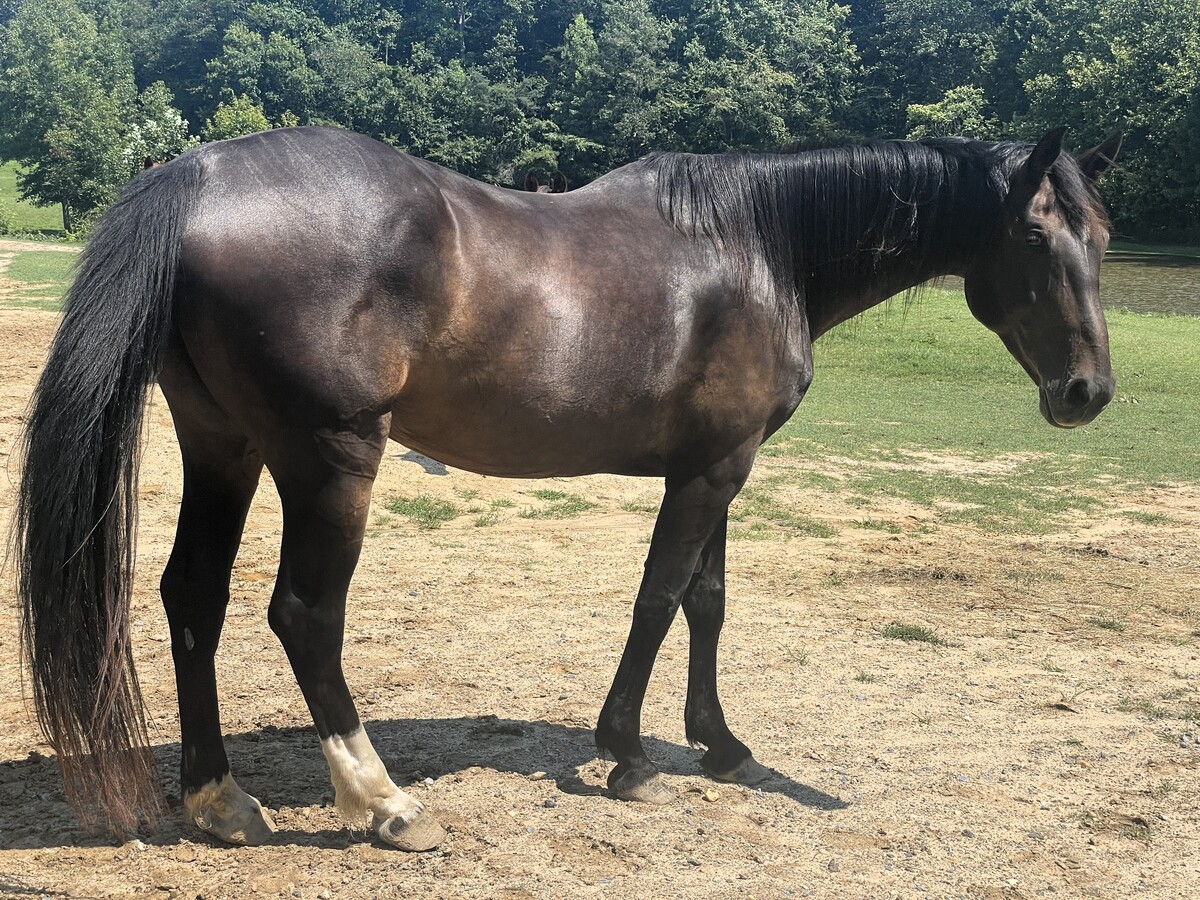 Argo, 17yo Warmblood mare, 16.2hh