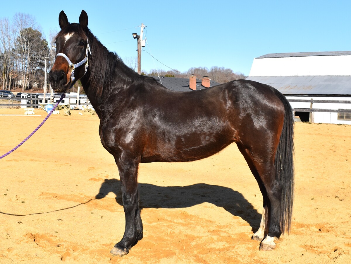 Argo, 17yo Warmblood mare, 16.2hh