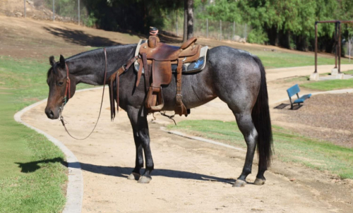MALORY, 5yo AQHA Quarter Horse mare, 15.0hh
