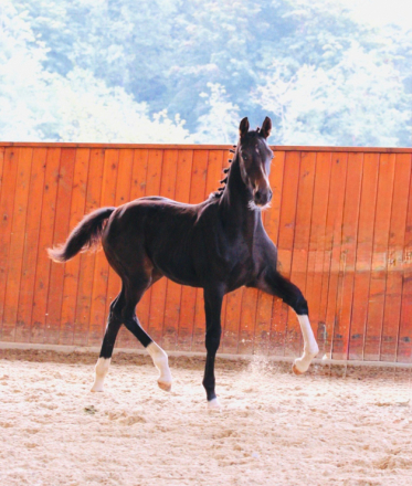 Valentia (Tia), 1yo Dutch Warmblood filly, 15.2hh