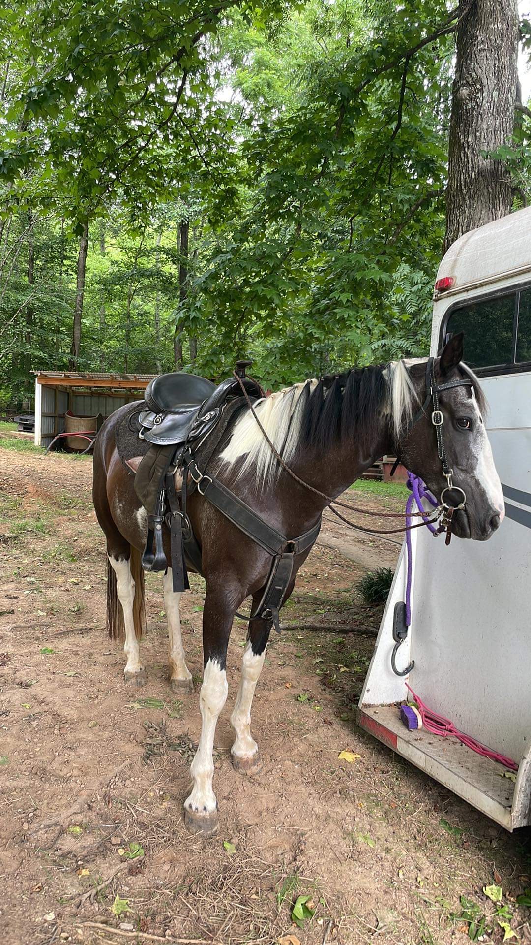 Honey, 17yo Paint mare, 14'1hh