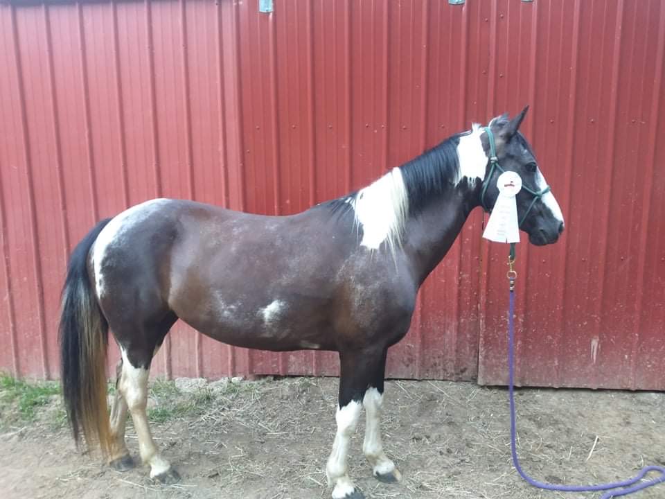 Honey, 17yo Paint mare, 14'1hh