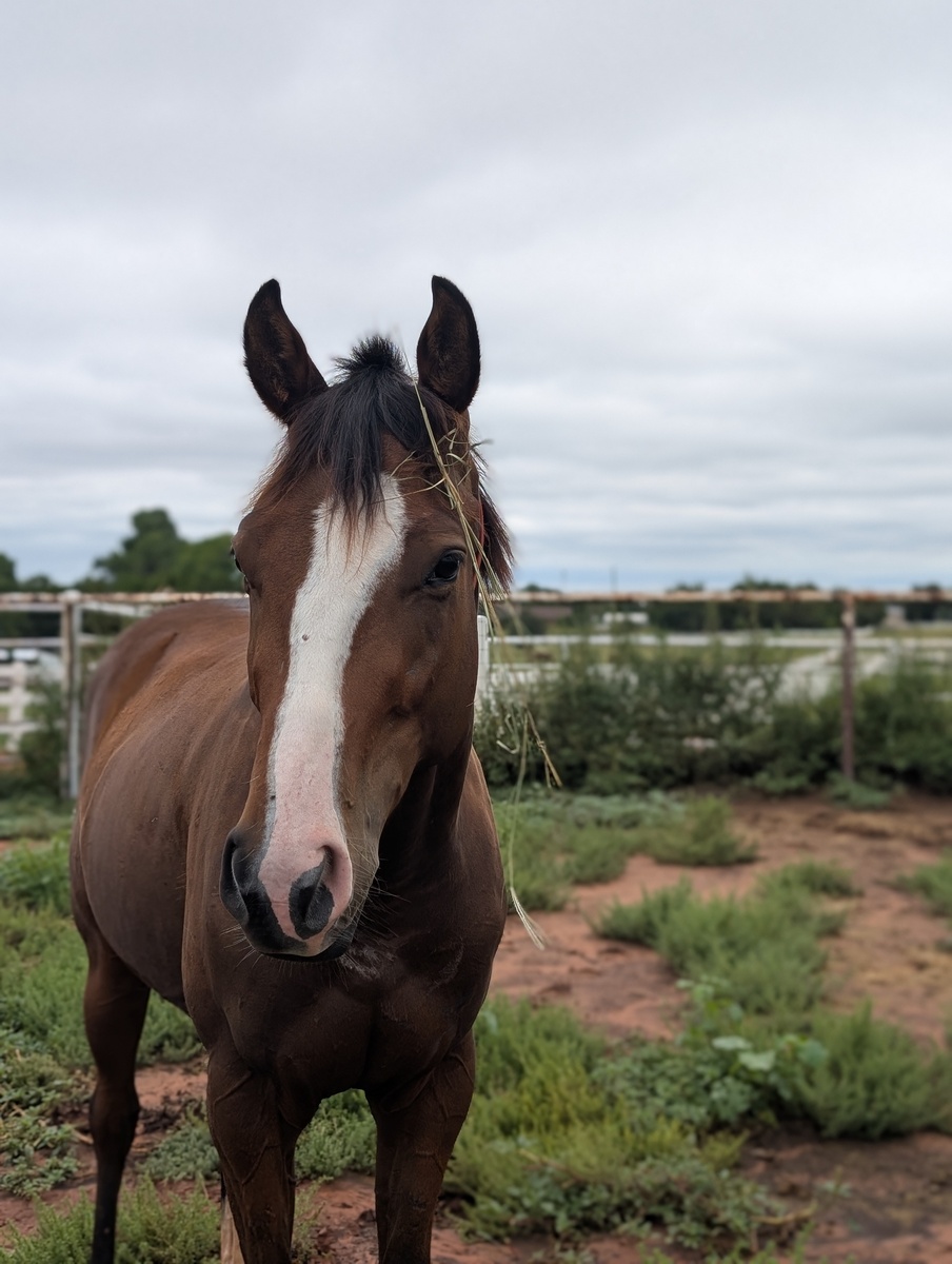 Envisioneer, 4yo Thoroughbred gelding, 15.3hh