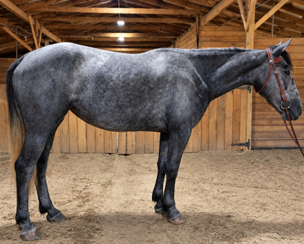 Empress, 3yo Draft Horse Cross mare, 16.0hh