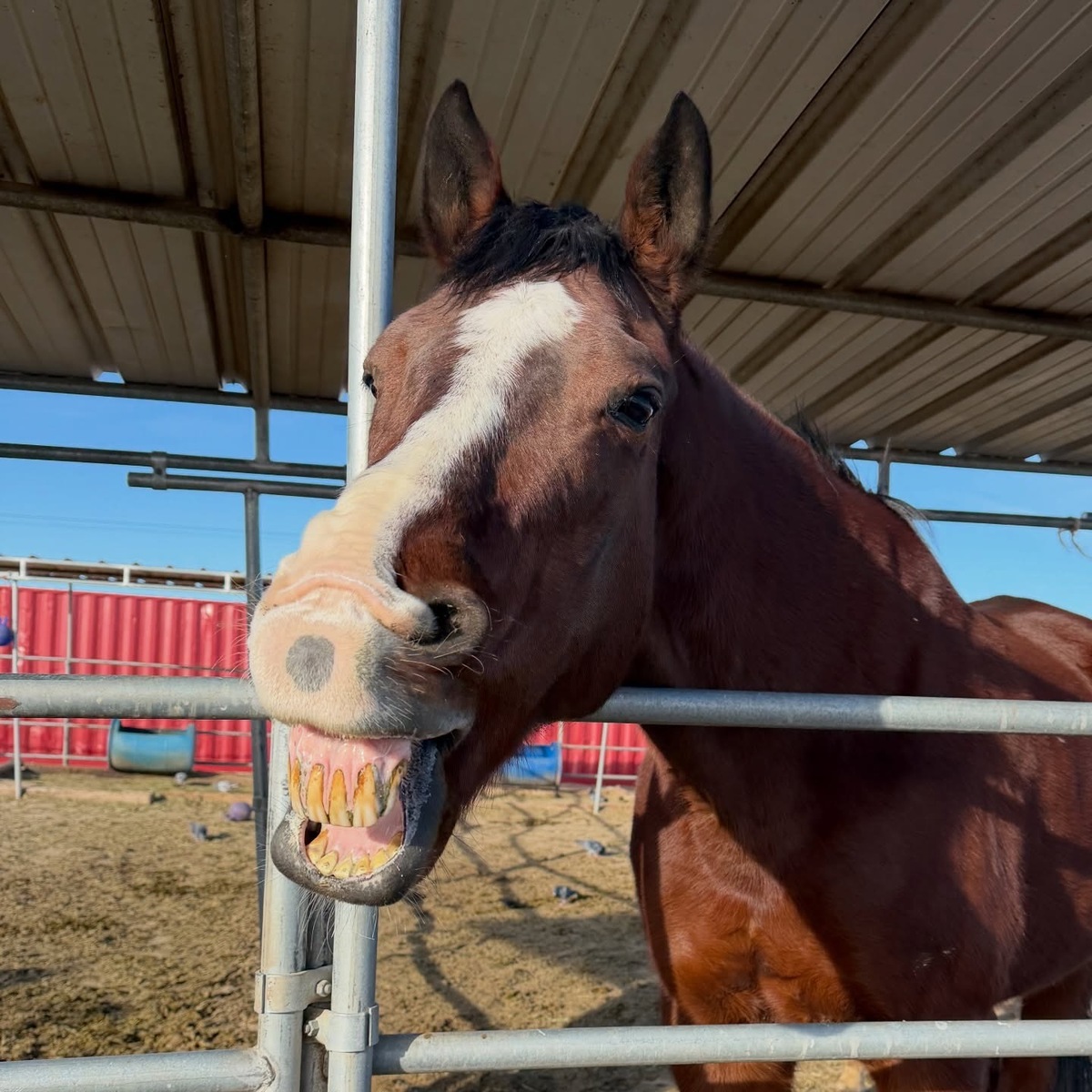 Kahlua, 26yo Warmblood gelding, 17.1hh