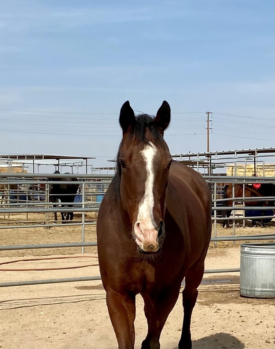 Kahlua, 26yo Warmblood gelding, 17.1hh