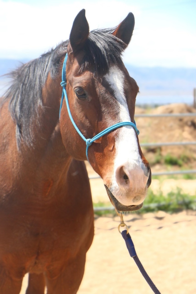 Kahlua, 26yo Warmblood gelding, 17.1hh