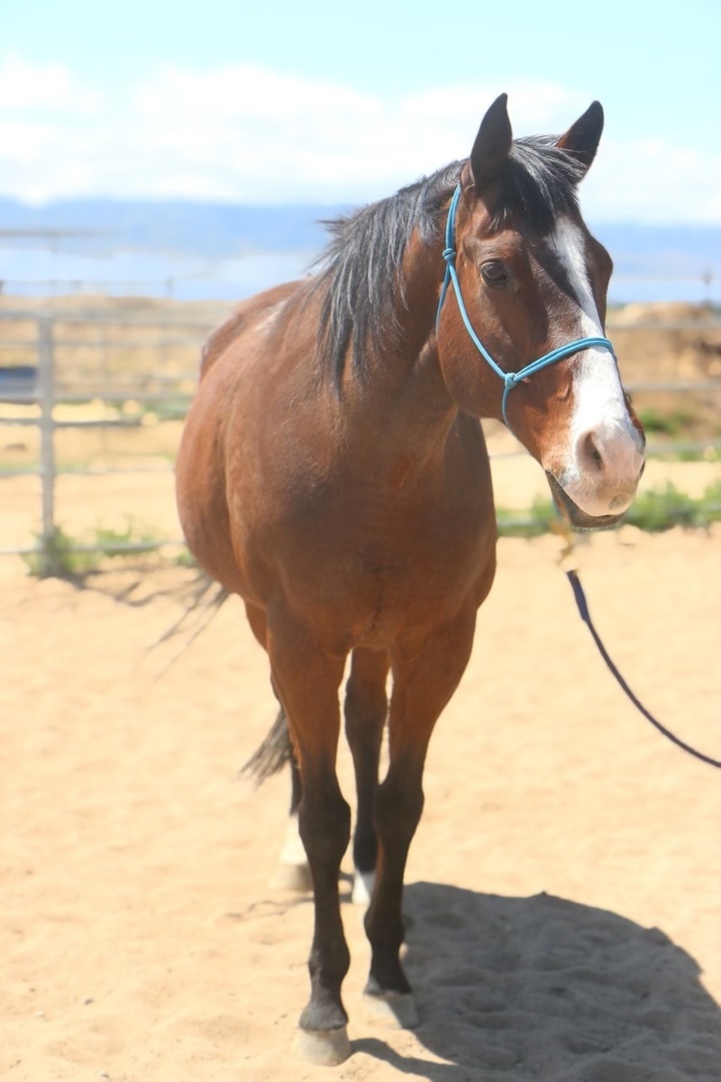 Kahlua, 26yo Warmblood gelding, 17.1hh