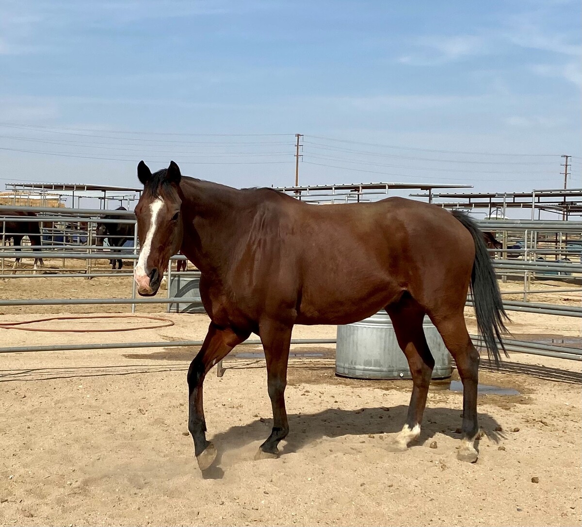 Kahlua, 26yo Warmblood gelding, 17.1hh