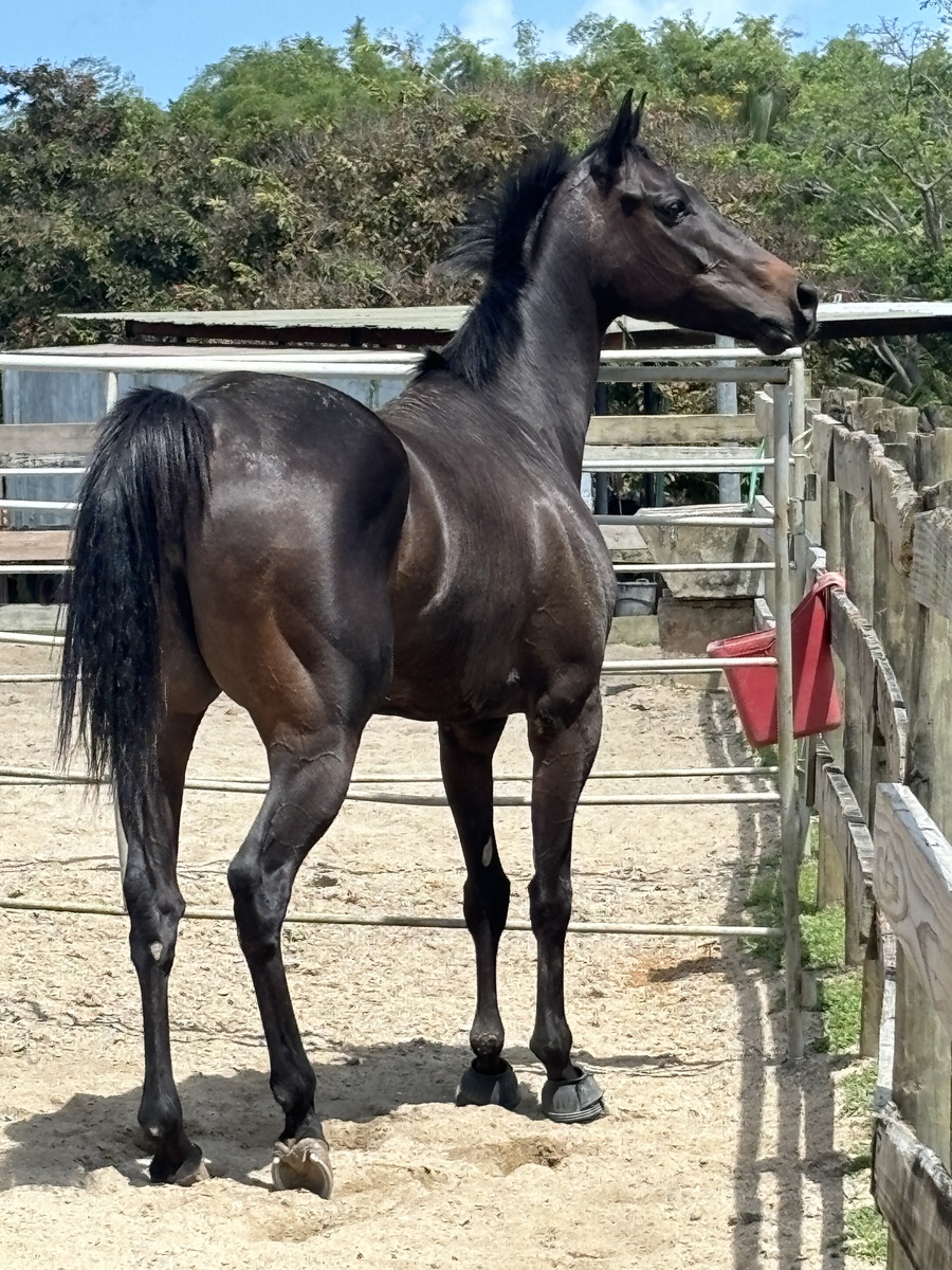 Saltina (Available in Puerto Rico Only), 7yo Thoroughbred mare, 15.3hh