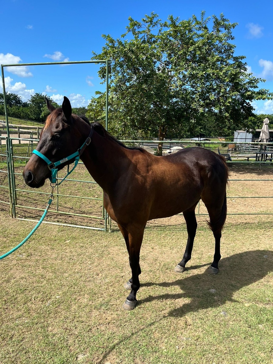 Saltina (Available in Puerto Rico Only), 7yo Thoroughbred mare, 15.3hh