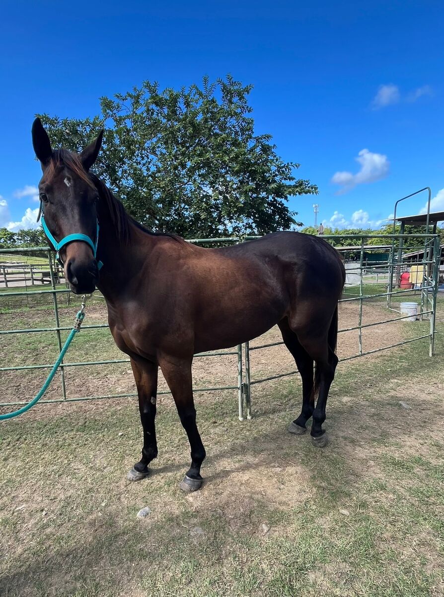 Saltina (Available in Puerto Rico Only), 7yo Thoroughbred mare, 15.3hh