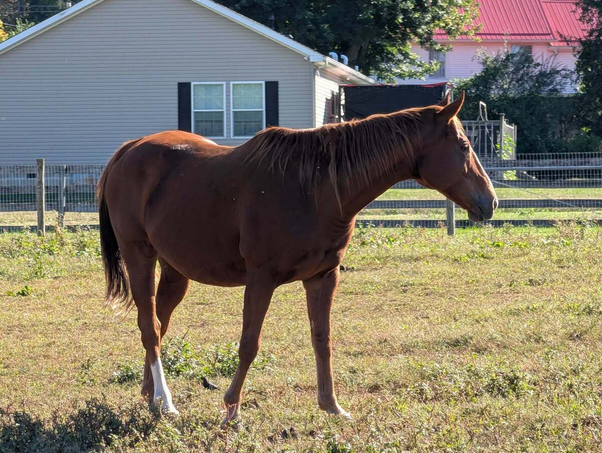Compel - Companion Only, 13yo Thoroughbred mare, 15.2hh
