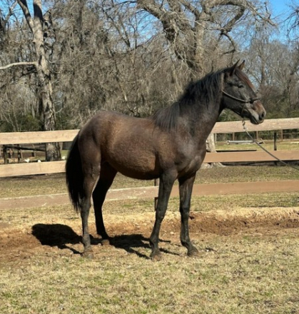 Vaquero de Maria, 3yo Andalusian gelding, 16.0hh