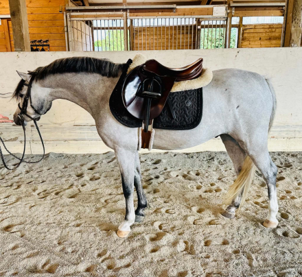 Alvesta Oberon (Arthur), 6yo Welsh Pony gelding, 13.1hh