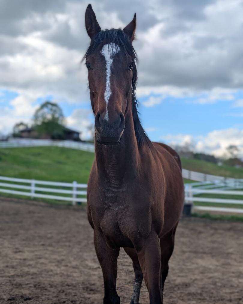 Missy, 4yo Thoroughbred mare, 16hh