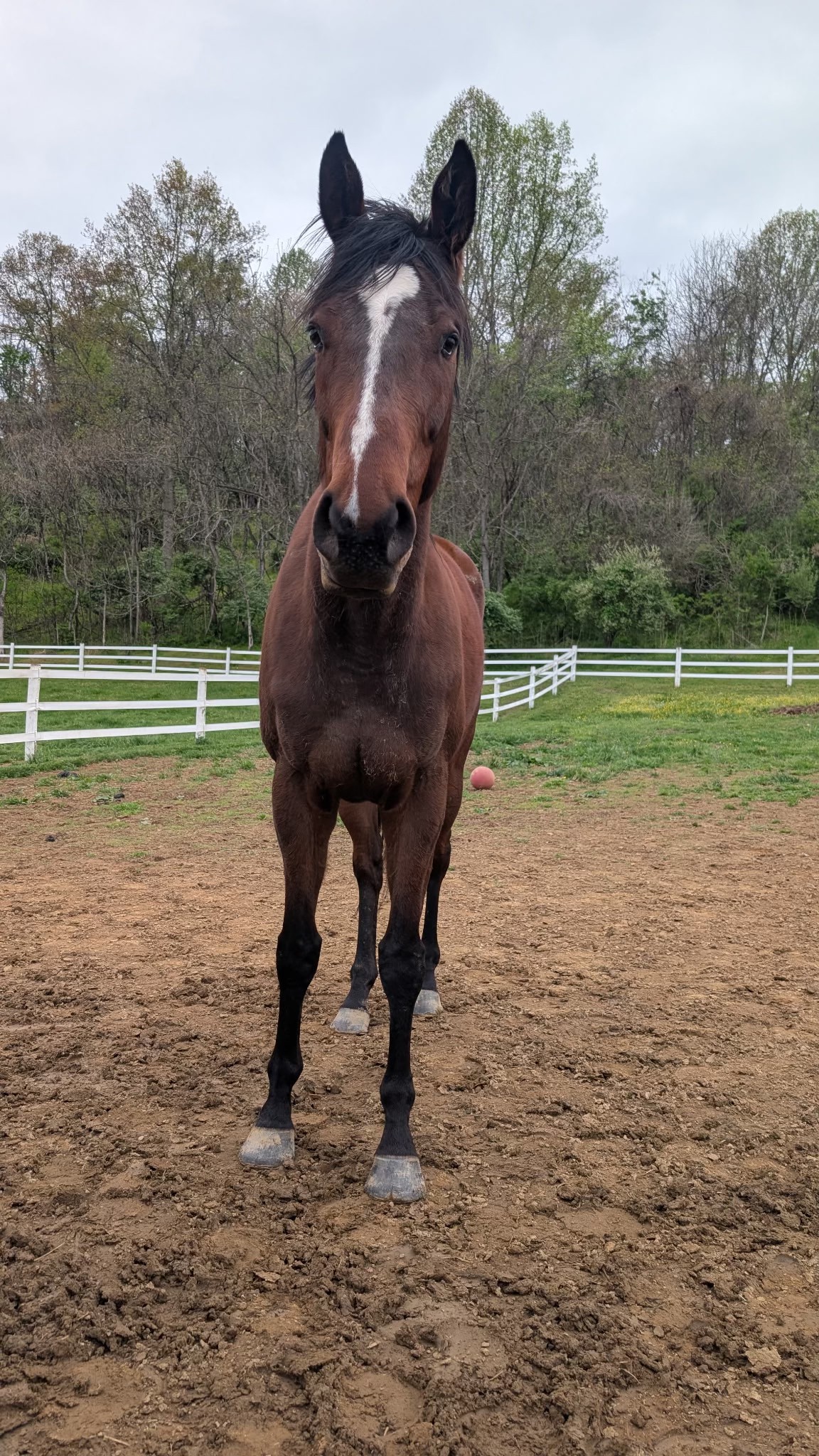 Missy, 4yo Thoroughbred mare, 16hh