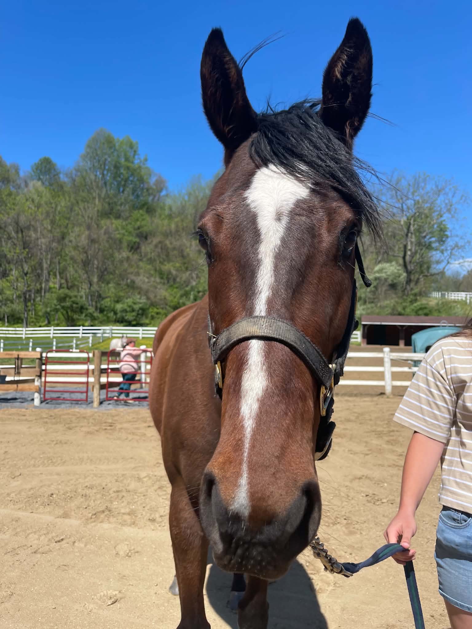 Missy, 4yo Thoroughbred mare, 16hh