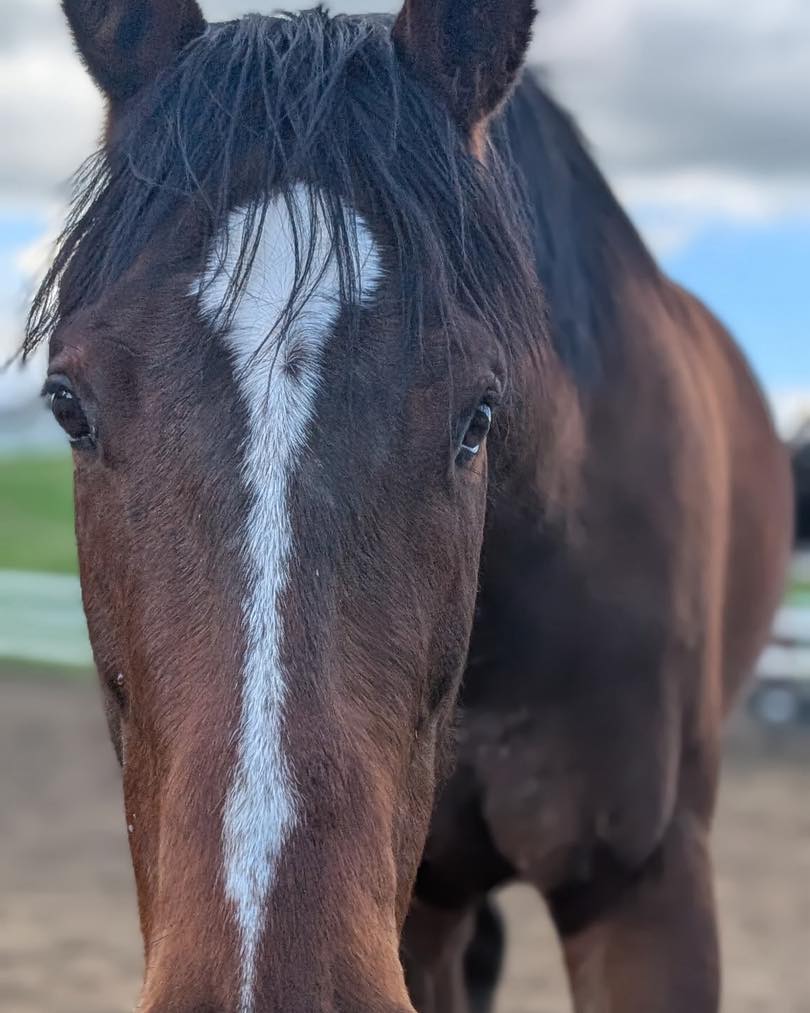 Missy, 4yo Thoroughbred mare, 16hh