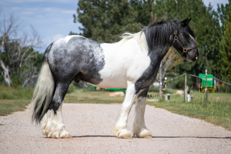 HSF Sapphires Bombay of Whiskey (Tuff), 10yo Gypsy Vanner Horse gelding, 14.1hh