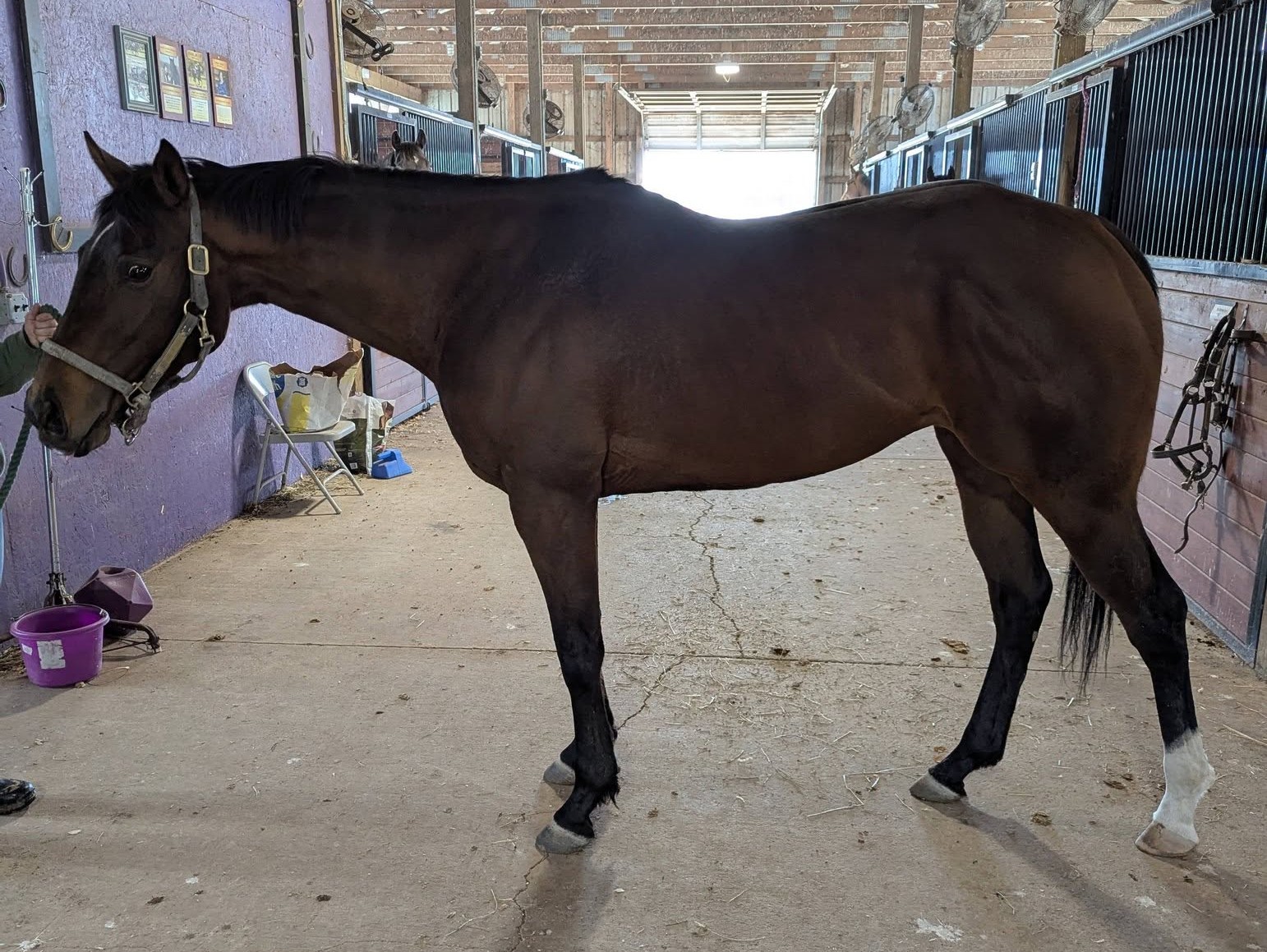 Rezquia, 3yo Thoroughbred mare, 15.2hh